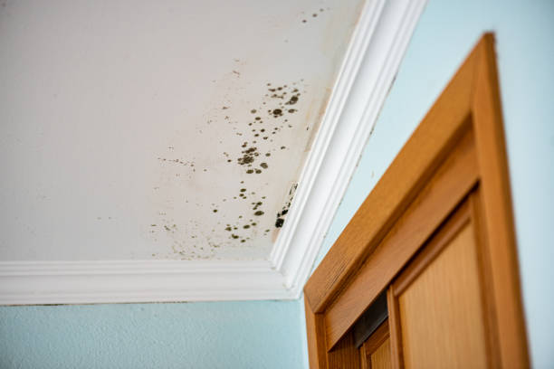 Best Mold Remediation for Specific Building Types in Clarksburg, WV