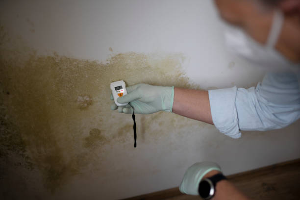 Best Crawl Space Mold Remediation in Clarksburg, WV