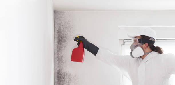 Best Industrial Mold Remediation in Clarksburg, WV