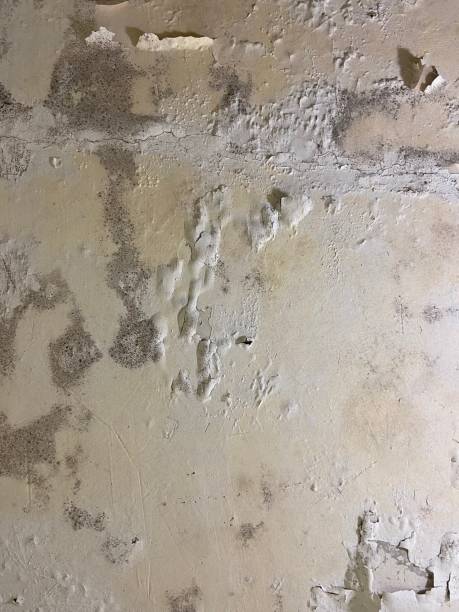  Clarksburg, WV Mold Removal Pros
