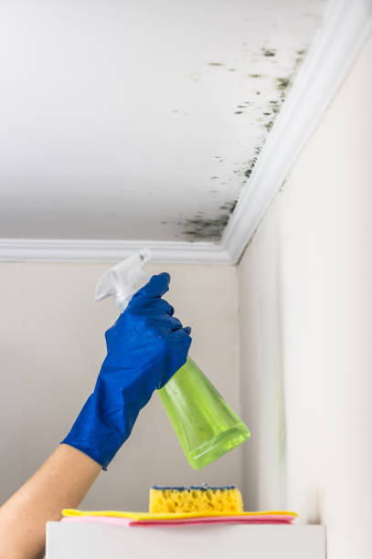 Best HVAC Mold Remediation in Clarksburg, WV